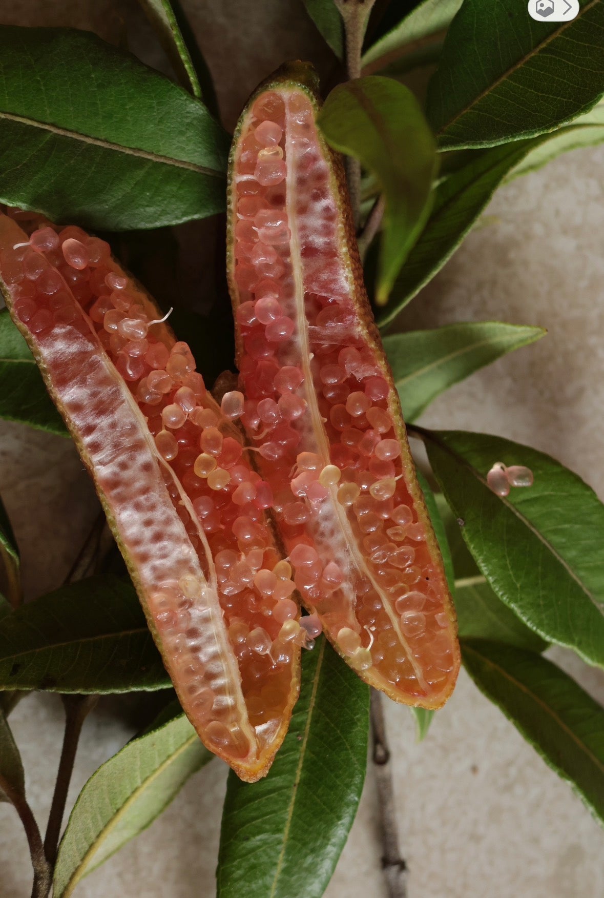 Sweet Ginger, Finger Lime, Lemon Herbal Tea 100g