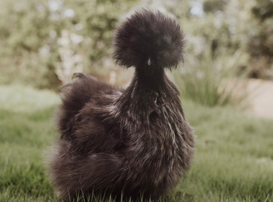 Beginner Chicken Workshop March 28th 9am - 11:30am